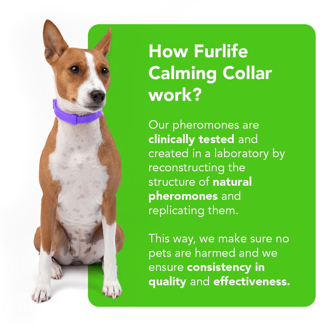 FurLife™ - Natural Pheromone Calming Collar